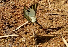 Graphium antiphates itamputi