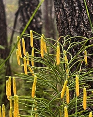 Lycopodium deuterodensum