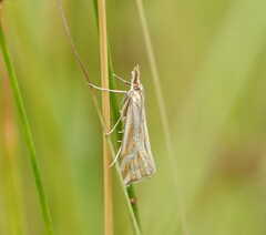 Hednota pleniferellus