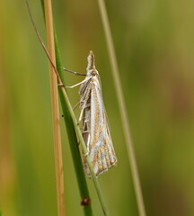 Hednota pleniferellus