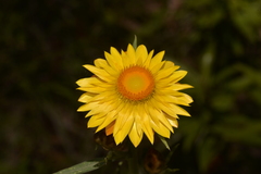 Xerochrysum