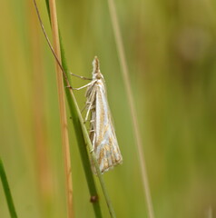 Hednota pleniferellus
