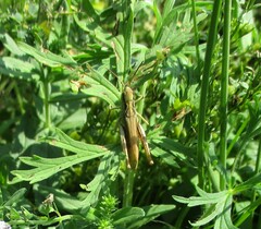 Chorthippus dorsatus