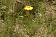 Xerochrysum