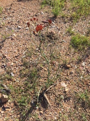 Haemodorum coccineum