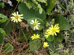 Brachyglottis lagopus