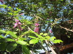 Lonchocarpus guatemalensis