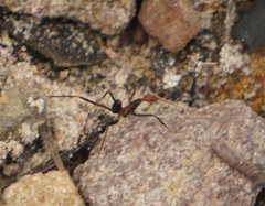 Leptomyrmex