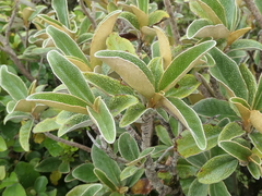 Brachyglottis elaeagnifolia