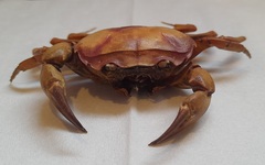 Parathelphusa convexa