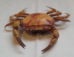 Parathelphusa convexa