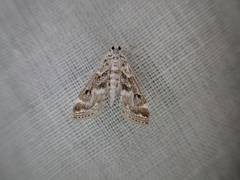 Parapoynx diminutalis