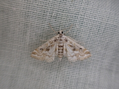 Parapoynx diminutalis