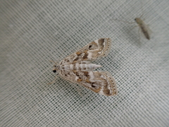 Parapoynx diminutalis