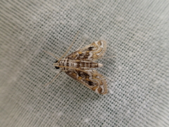 Parapoynx diminutalis