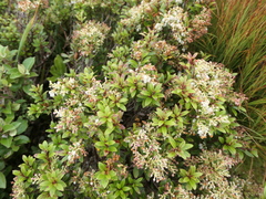 Gaultheria crassa