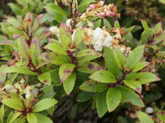 Gaultheria crassa