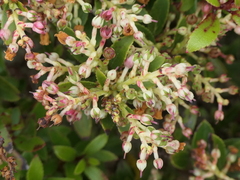 Gaultheria crassa