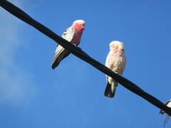 Cacatua sanguinea × Eolophus roseicapilla