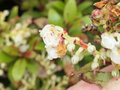 Gaultheria crassa
