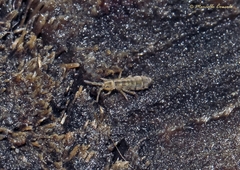 Isotomurus palustris