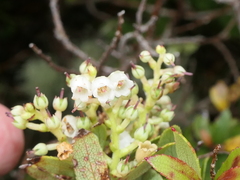 Gaultheria crassa