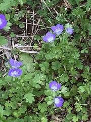 Phacelia patuliflora