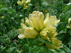 Gentiana punctata