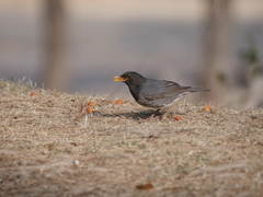 Turdus cardis