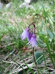 Soldanella carpatica