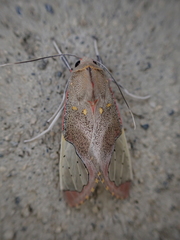 Bertholdia