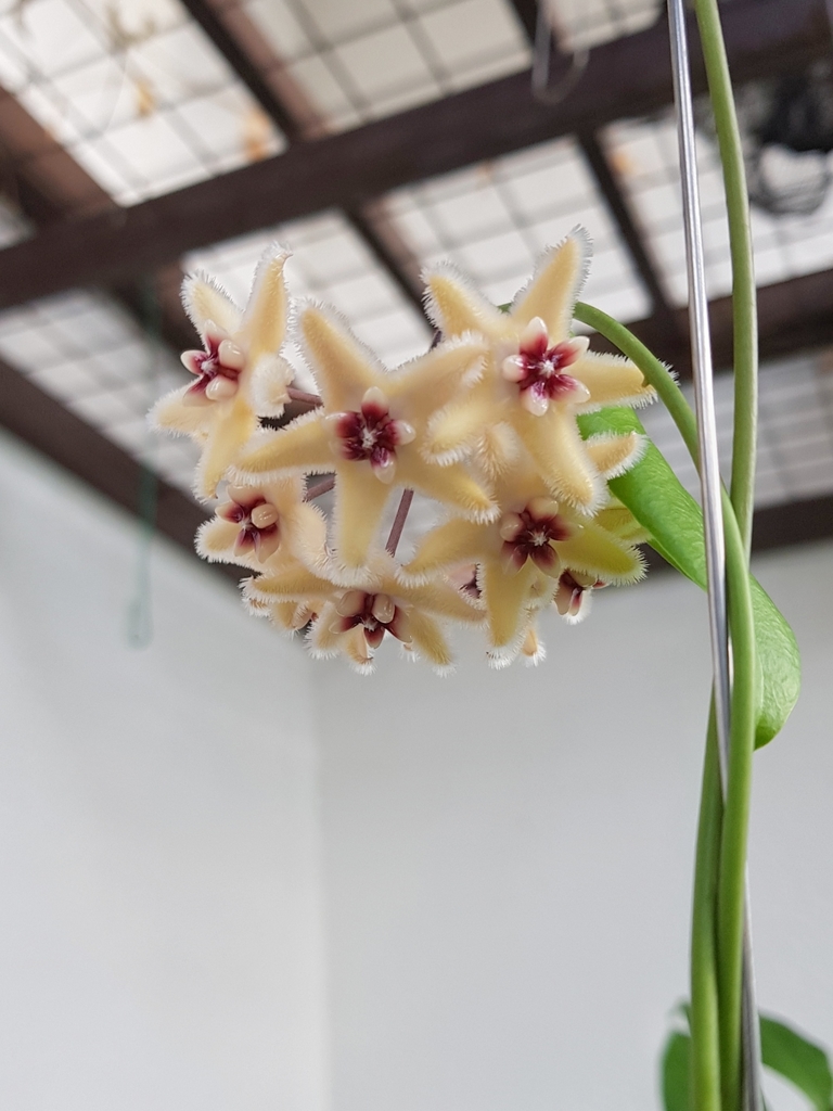 Wax plant