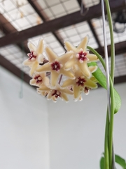 Hoya buotii