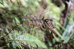 Cranfillia deltoides