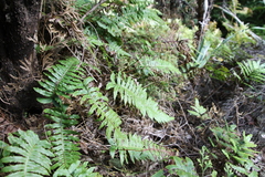 Cranfillia deltoides