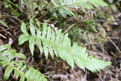 Cranfillia deltoides