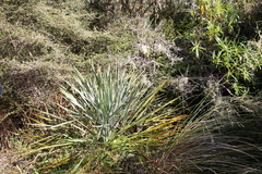 Aciphylla scott-thomsonii