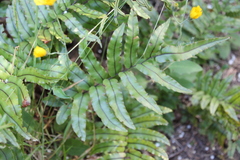 Blechnum montanum
