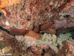 Holothuria sanctori