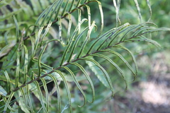 Blechnum montanum