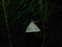 Epidesmia hypenaria