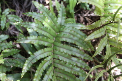 Blechnum montanum