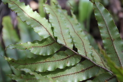 Blechnum montanum