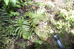 Blechnum montanum