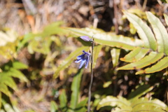 Thelymitra cyanea