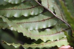 Blechnum montanum