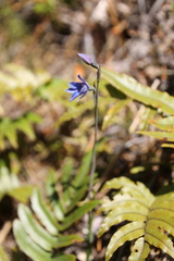 Thelymitra cyanea