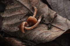 Cortinarius glandicolor