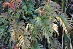 Blechnum montanum