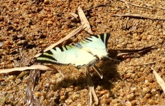 Graphium antiphates itamputi